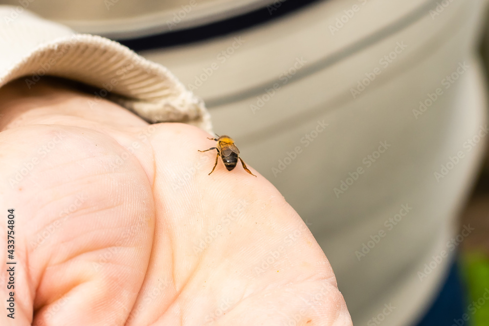 Obraz premium bee lies on a large male palm. Close-up