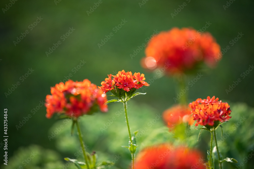 Flowers Lychnis (Lychnis Chalcedonica) In Summer Garden. Flowers Lychnis (Lychnis Chalcedonica) In Summer Garden.
