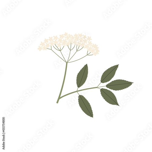 Vector color hand drawn flat illustration of Sambucus branch with leaves and flowers. Isolated on white background.