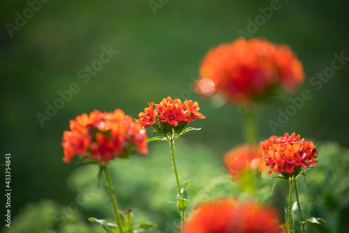 Flowers Lychnis (Lychnis Chalcedonica) In Summer Garden. © ElenaMasiutkina