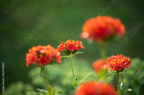 Flowers Lychnis (Lychnis Chalcedonica) In Summer Garden.