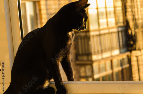 Black cat pet looks out of the window with