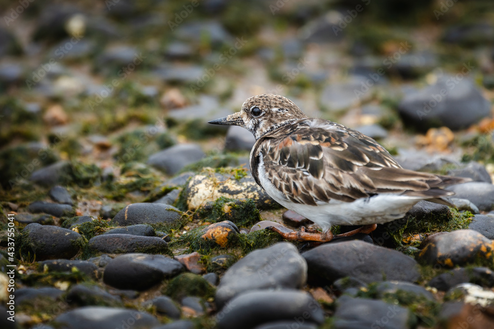 Arenaria interpres, mostly known as turnstone, hunting in the beach pebbles Arenaria interpres, mostly known as turnstone, hunting in the beach pebbles