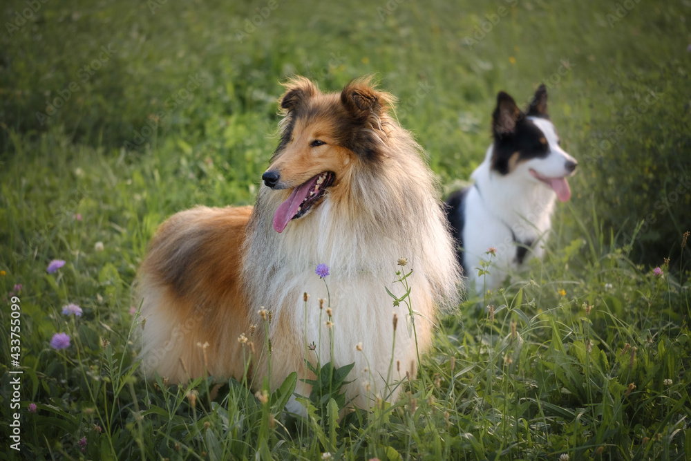 Rough collie and Border collie dog breeds Rough collie and Border collie dog breeds