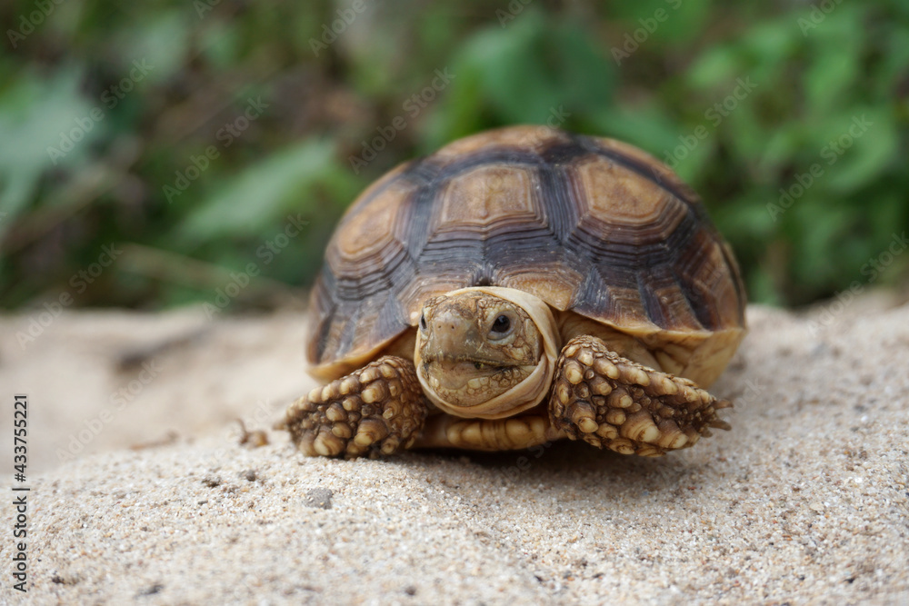 Close up African spurred tortoise resting in the Natural , Slow life ,Africa spurred tortoise sunbathe on ground with his protective shell ,Beautiful Tortoise