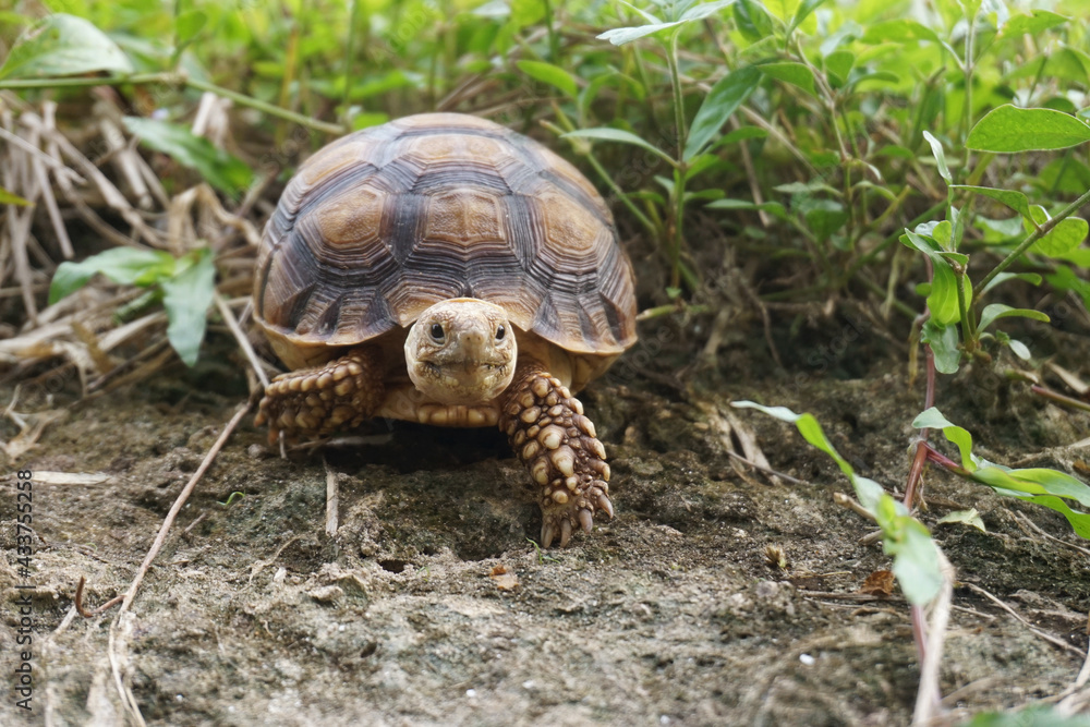 Close up African spurred tortoise resting in the Natural , Slow life ,Africa spurred tortoise sunbathe on ground with his protective shell ,Beautiful Tortoise Close up African spurred tortoise resting in the Natural , Slow life ,Africa spurred tortoise sunbathe on ground with his protective shell ,Beautiful Tortoise