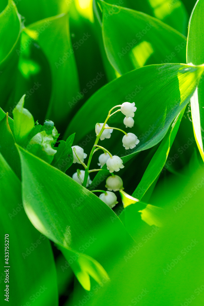 Fototapeta Lily of the valley flowers on a sunny spring day. convallaria majalis