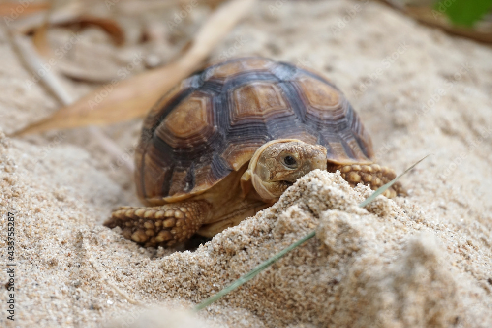 Obraz premium Close up African spurred tortoise resting in the Natural , Slow life ,Africa spurred tortoise sunbathe on ground with his protective shell ,Beautiful Tortoise