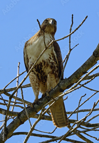 close up of a striking red-tailed hawk on a sunny spring day in seneca creek state park in montgomery county, maryland photo