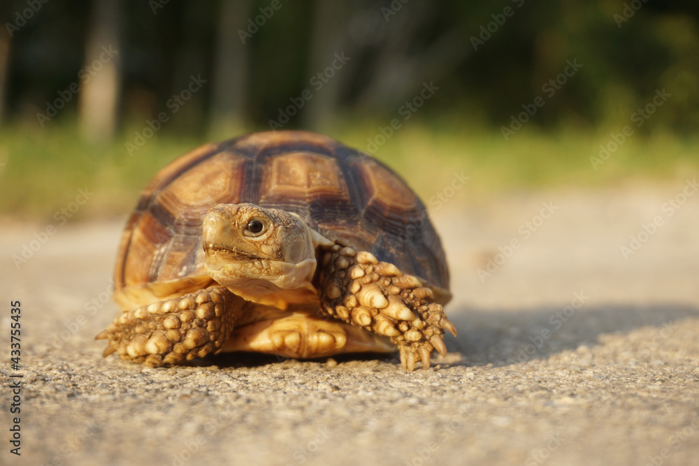 Close up African spurred tortoise resting in the Natural , Slow life ,Africa spurred tortoise sunbathe on ground with his protective shell ,Beautiful Tortoise Close up African spurred tortoise resting in the Natural , Slow life ,Africa spurred tortoise sunbathe on ground with his protective shell ,Beautiful Tortoise