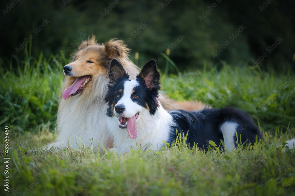 Rough collie and Border collie dog breeds