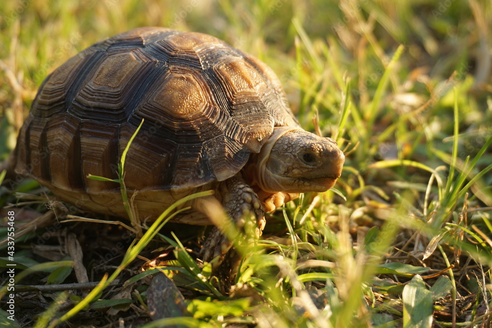 Close up African spurred tortoise resting in the Natural , Slow life ,Africa spurred tortoise sunbathe on ground with his protective shell ,Beautiful Tortoise Close up African spurred tortoise resting in the Natural , Slow life ,Africa spurred tortoise sunbathe on ground with his protective shell ,Beautiful Tortoise