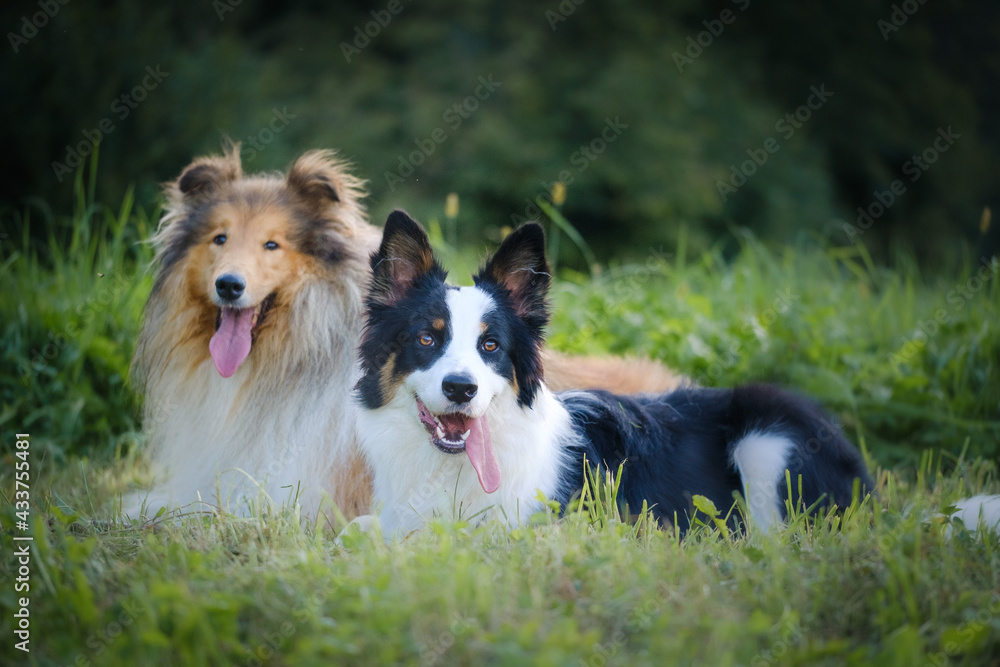 Rough collie and Border collie dog breeds Rough collie and Border collie dog breeds
