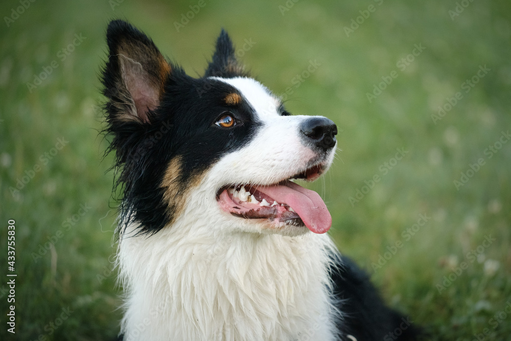 Border collie and Australian shepherd dog breed