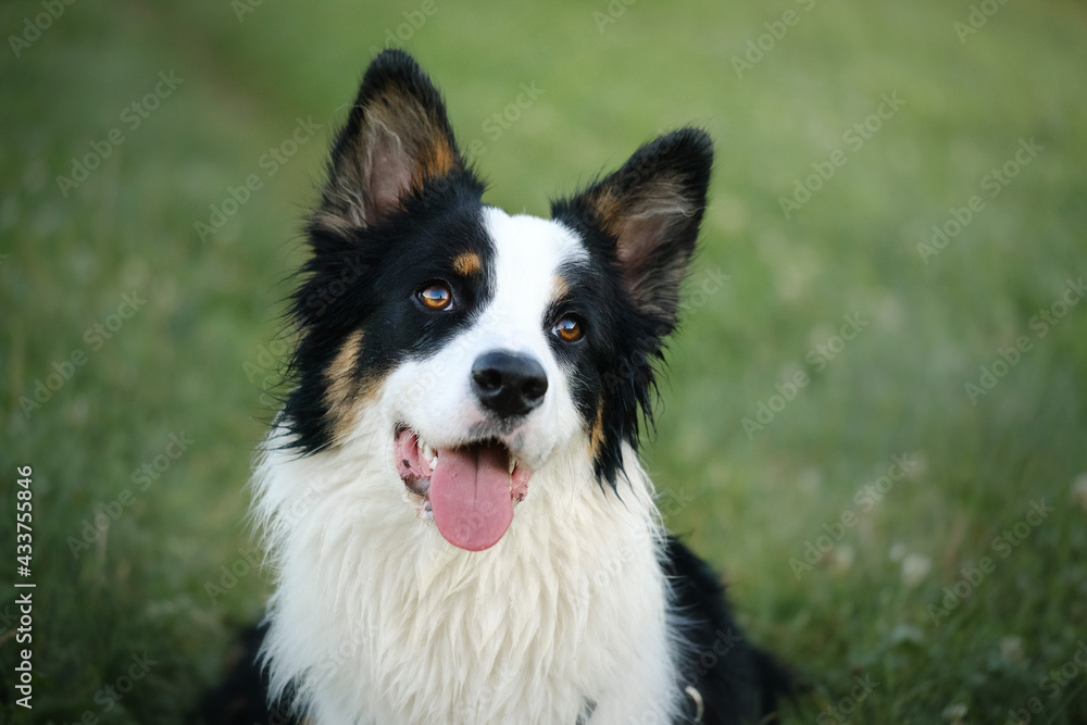 Border collie and Australian shepherd dog breed