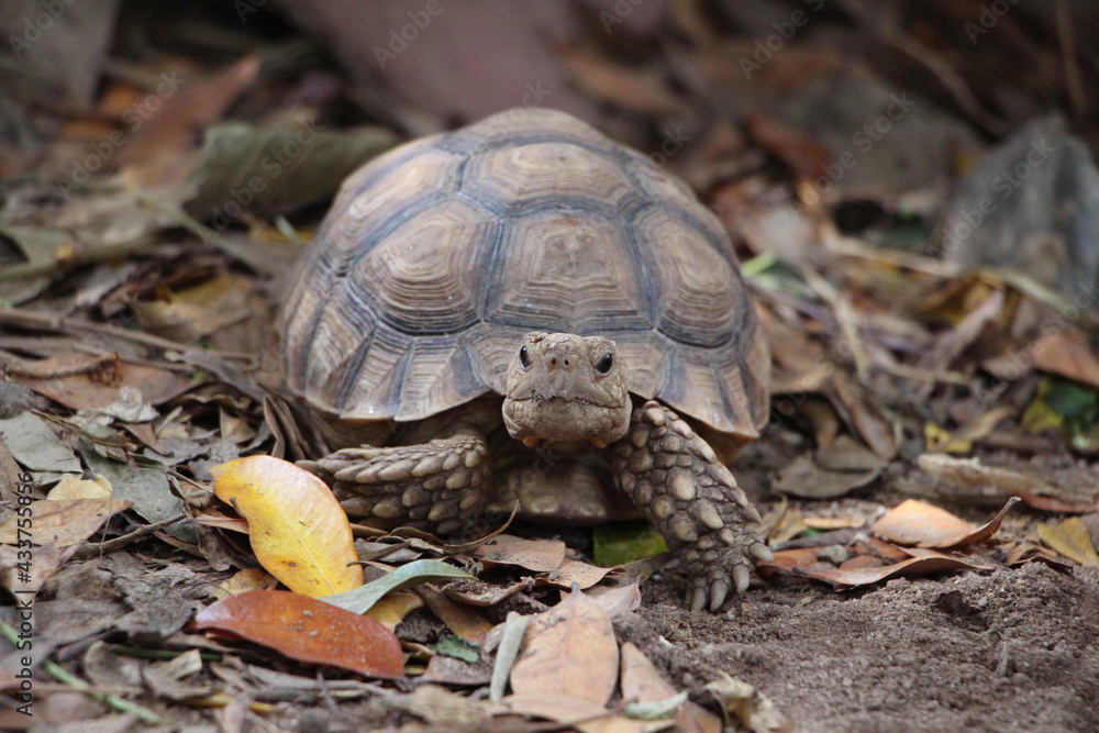 Close up African spurred tortoise resting in the Natural , Slow life ,Africa spurred tortoise sunbathe on ground with his protective shell ,Beautiful Tortoise Close up African spurred tortoise resting in the Natural , Slow life ,Africa spurred tortoise sunbathe on ground with his protective shell ,Beautiful Tortoise