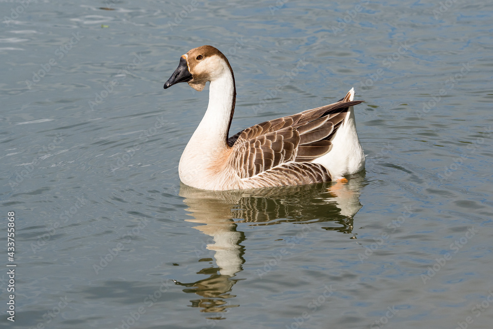 Fototapeta premium Guinea goose on a water surface.