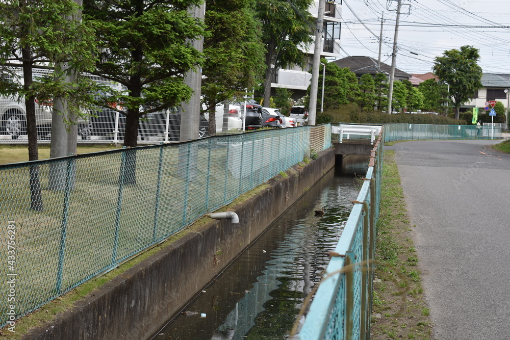 日本　埼玉　下水の鴨