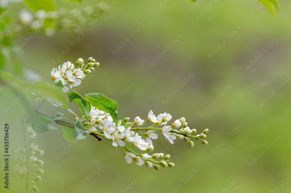 Bird cherry tree, Prunus padus. White flowers and buds. Fresh green background with place for text, copy space. Nature photography taken in Sweden in May. Bird cherry tree, Prunus padus. White flowers and buds. Fresh green background with place for text, copy space. Nature photography taken in Sweden in May.
