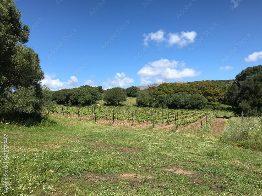 vermentino vineyard in berchidda, sardinia, italy
