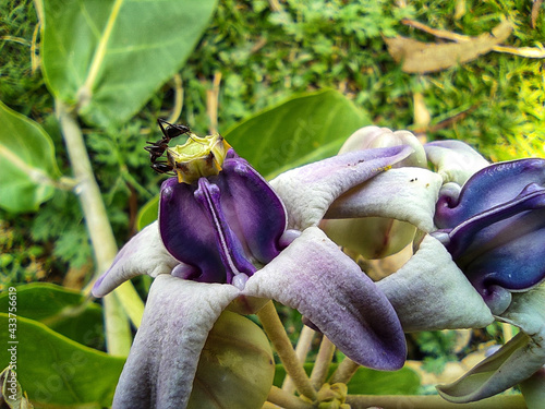 Beautiful calotropis gigantea crown flower arakha flower close up photo