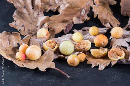 Oak gall or Oak apple on leaves of a oak. Galls of the insect Cynips quercusfolii, pest of the Oak plant, Italy     photo