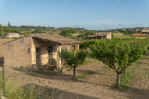 Abandoned stone farmhouse next to an almond grove