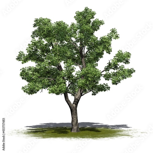 Green Ash tree on green area - isolated on white background - 3D Illustration