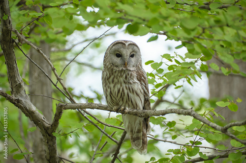 Foto エゾフクロウ（Ural Owl ）