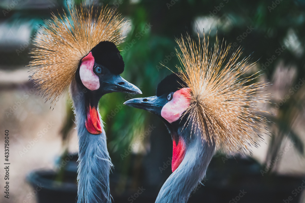 Fototapeta premium Couple crowned cranes looking at each other, Beautiful and romantic.