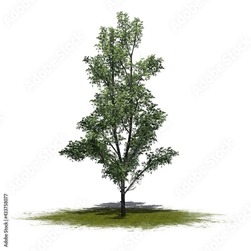 Mountain Maple tree on green area - isolated on white background - 3D Illustration