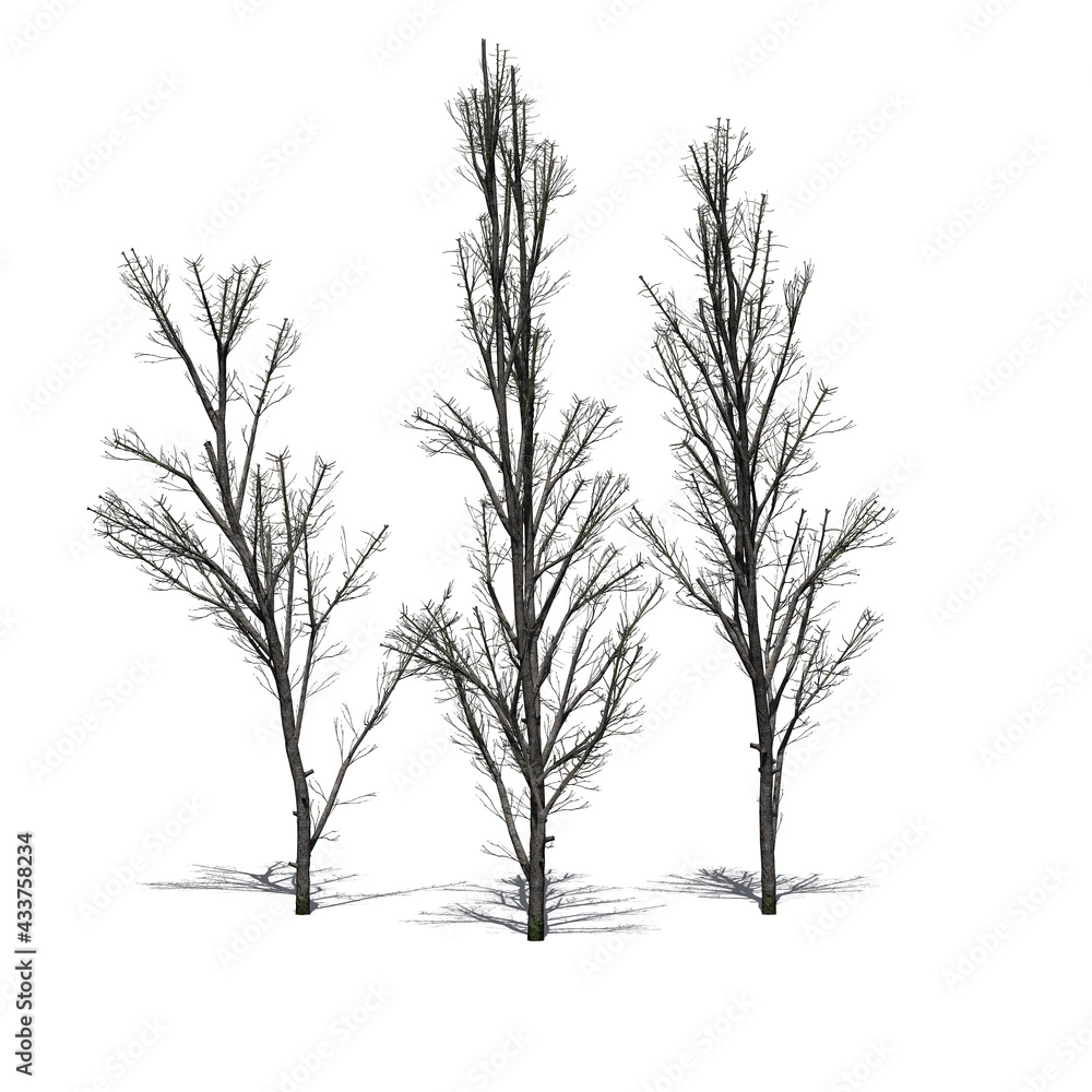 Obraz premium several Mountain Maple trees in winter with shadow on the floor - isolated on white background - 3D Illustration