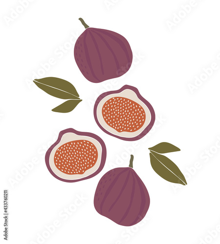 Abstract fig fruit vector, summer fruit illustration, boho tropical fruit poster vector