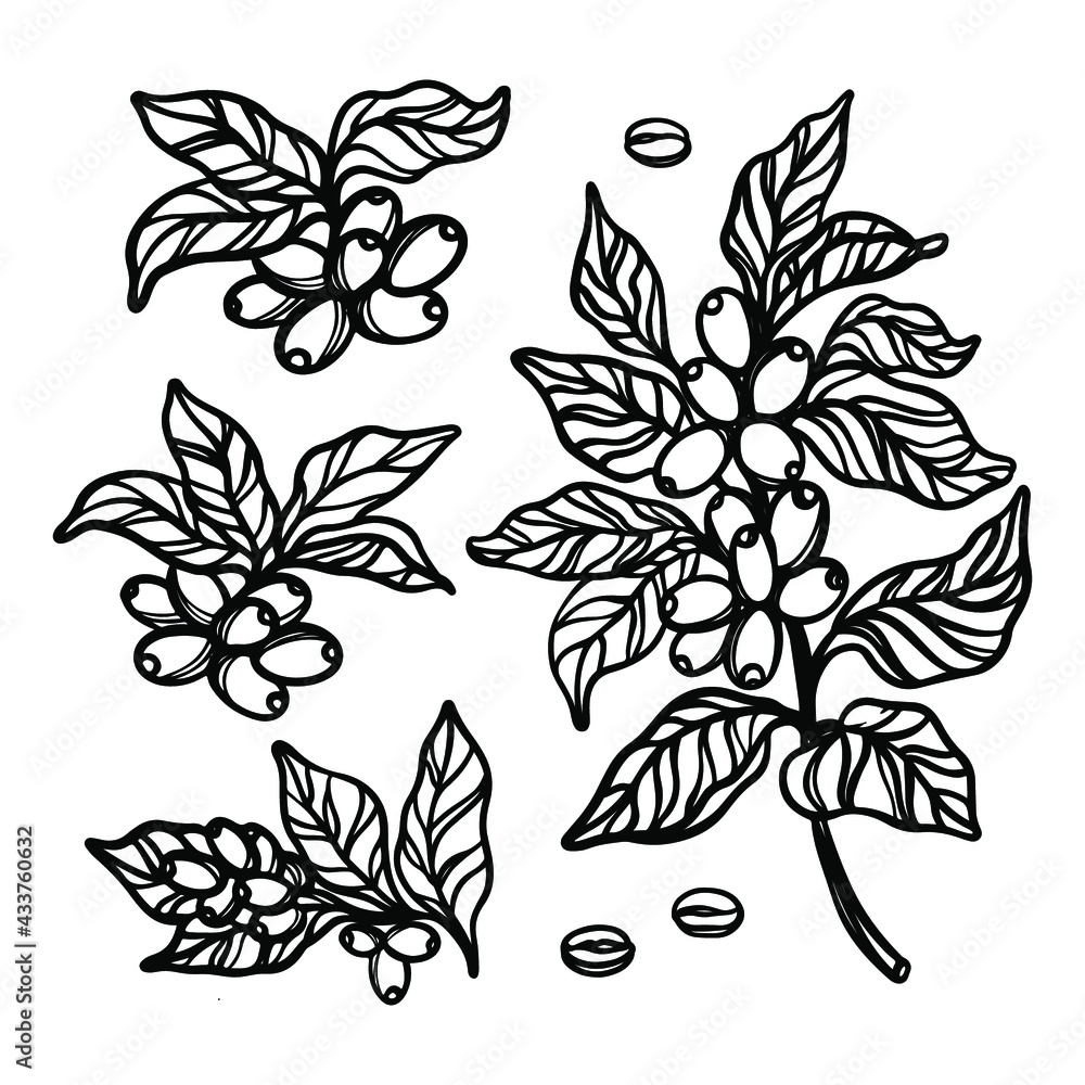COFFEE OUTLINE COLLECTION With Berries And Leaves Of Coffee Tree COFFEE OUTLINE COLLECTION With Berries And Leaves Of Coffee Tree