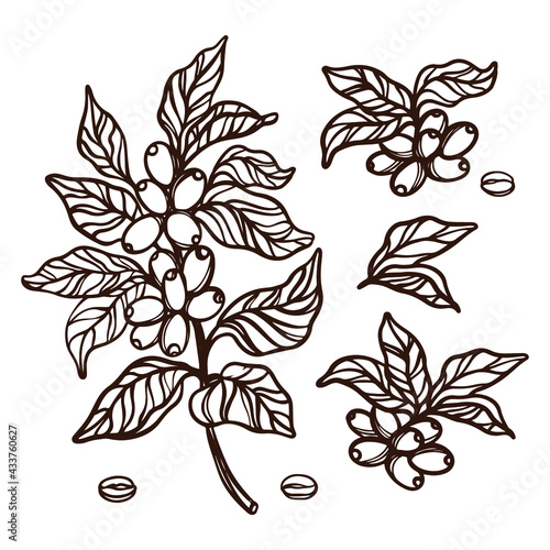 COFFEE OUTLINE BRANCHES With Berries And Leaves Of Coffee Tree Monochrome Design In Vintage Style Hand Drawn Clip Art Vector Illustration Set For Print