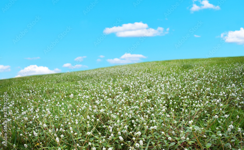 green field and blue sky green field and blue sky