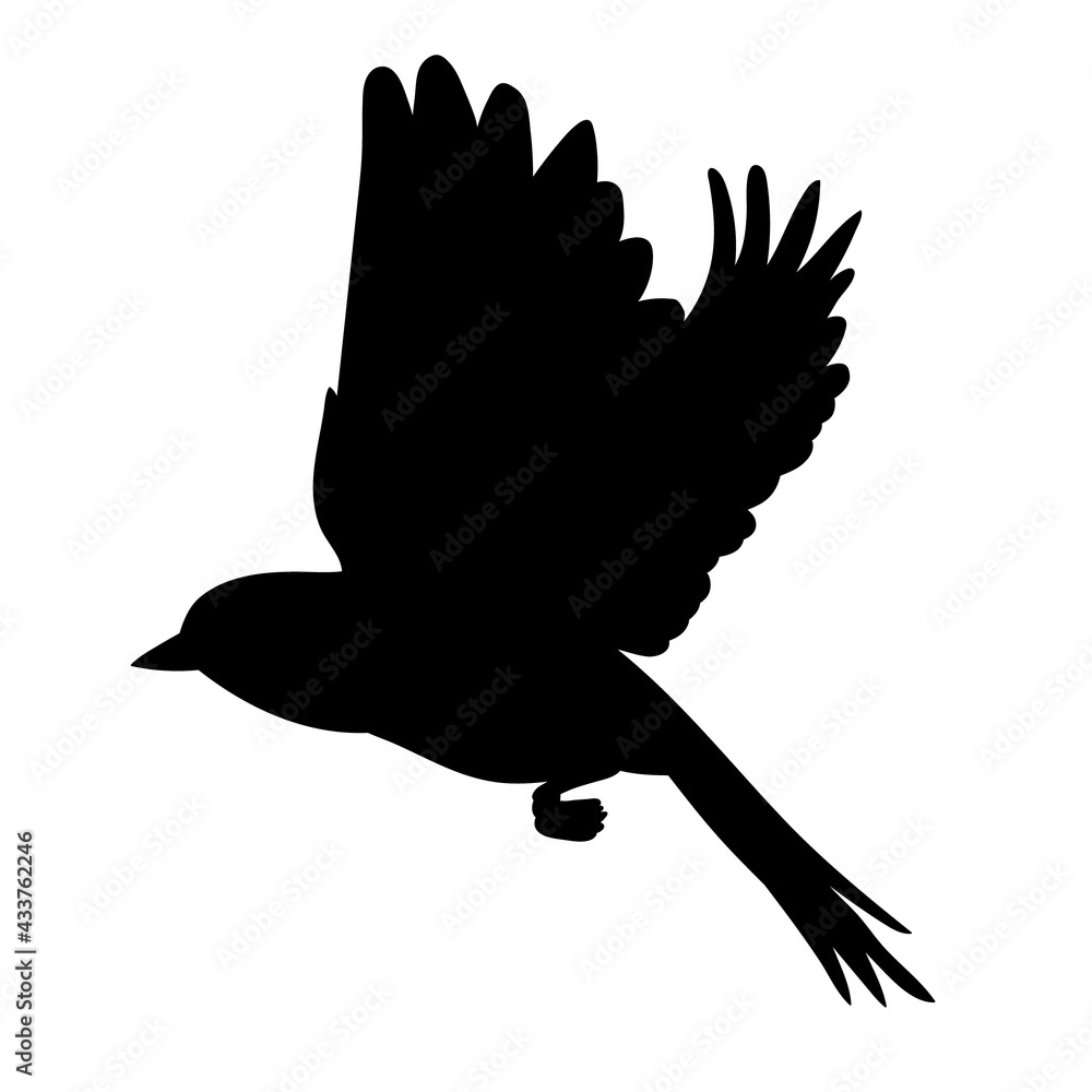 Obraz premium isolated, bird flies black silhouette on white background