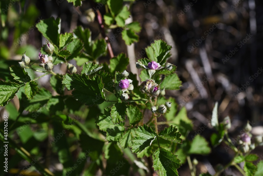 Fototapeta premium Native raspberry flowers. Rosaceae deciduous shrub.
