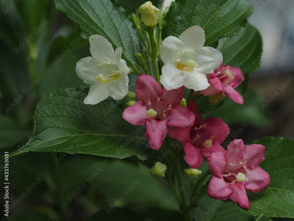 Fototapeta premium 紅白のハコネウツギ