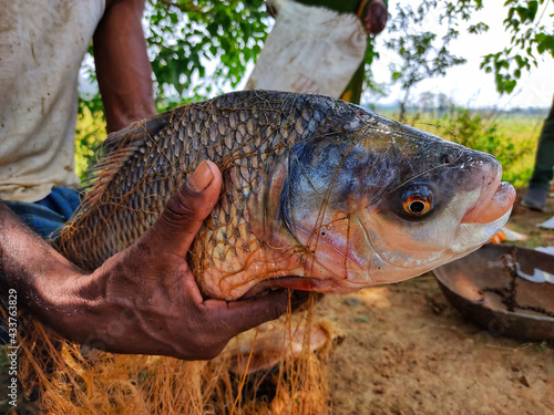 Fototapeta Naklejka Na Ścianę i Meble -  Big size indian river catla fish in hand of fisherman