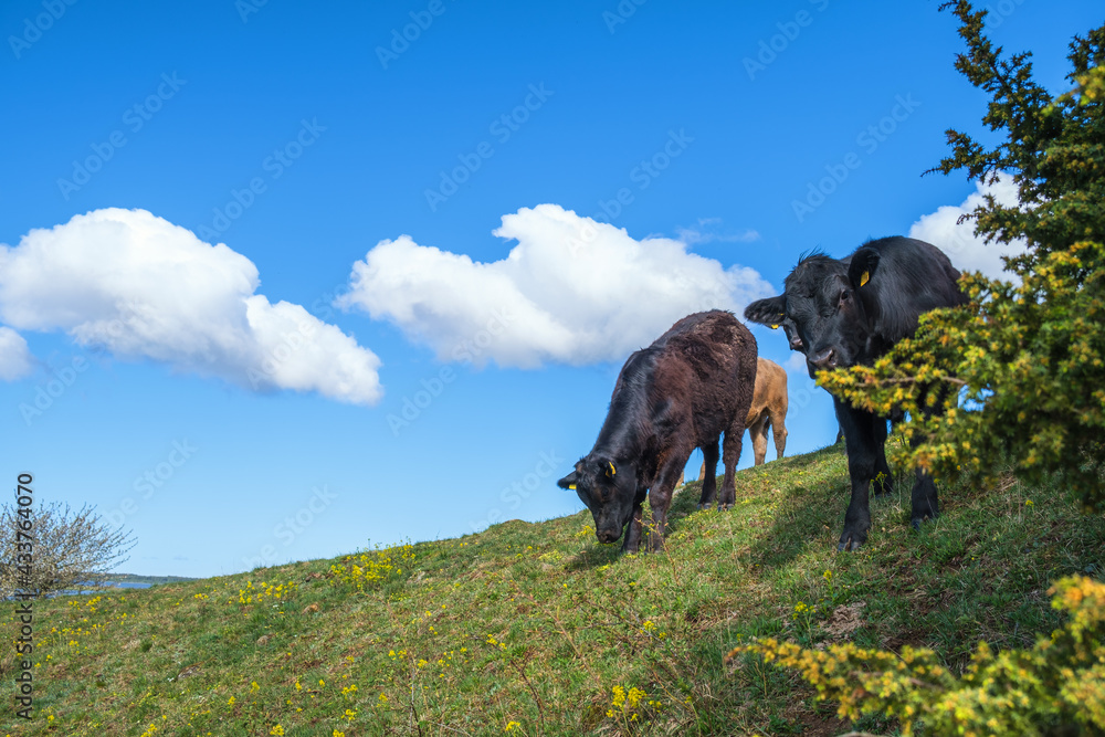 Cows on a grass hill against a blue sky Cows on a grass hill against a blue sky