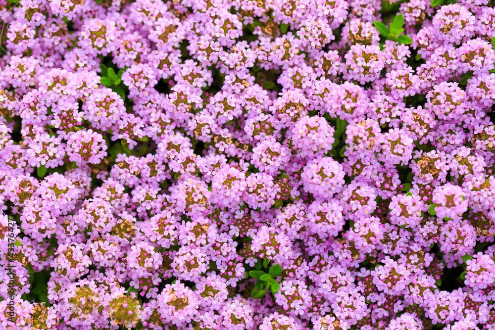 Fototapeta premium purple flowers