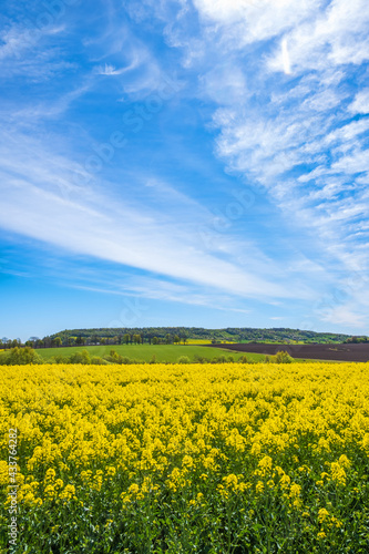 Awesome landscape view with flowering rapeseed © Lars Johansson