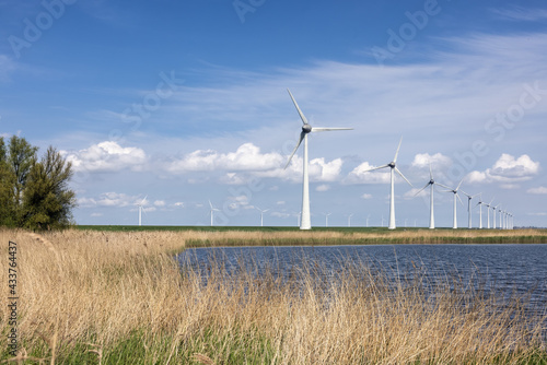 Dutch national park with canebrake, lake and wind turbines photo