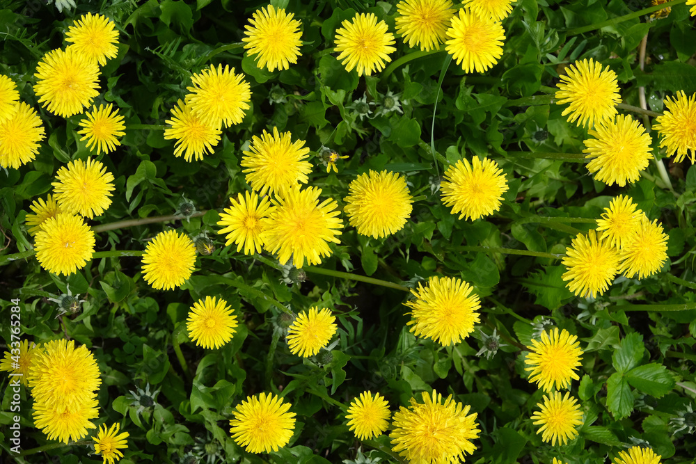Many yellow dandelions on green field as natural background top view closeup Many yellow dandelions on green field as natural background top view closeup