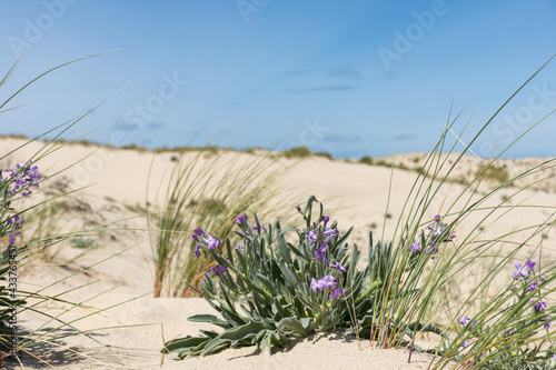 Fototapeta Naklejka Na Ścianę i Meble -  Le Porge, près de Lacanau (Gironde, France), giroflées des dunes