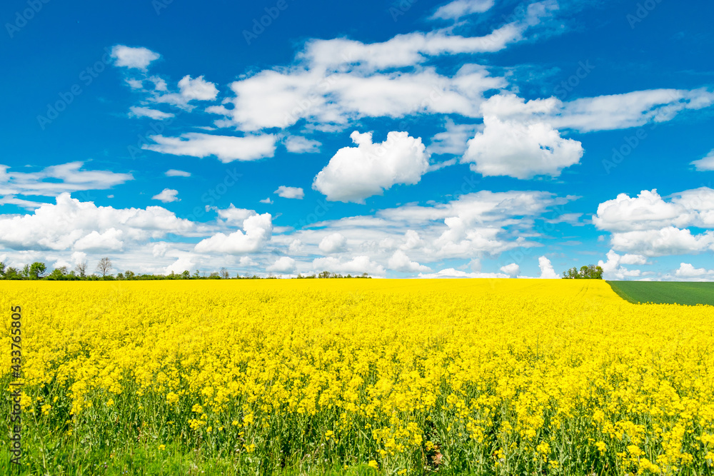 Ein gelb blühendes Rapsfeld und ein blauer Himmel mit Wolken