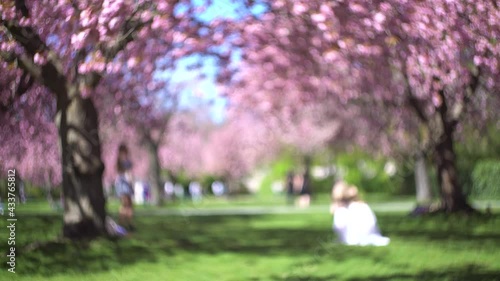 4K blurred background: blossoming cherry trees in a park, girls taking pictures among sakura flowers