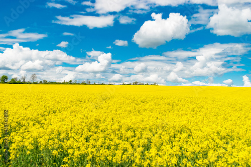 Ein gelb blühendes Rapsfeld und ein blauer Himmel mit Wolken