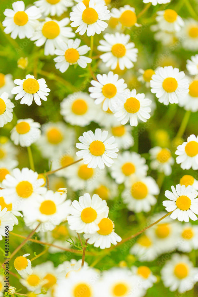 field of camomiles